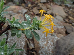 Lasiosiphon meisnerianus