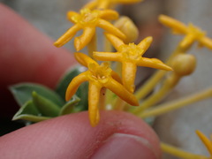 Lasiosiphon meisnerianus