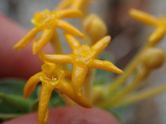 Lasiosiphon meisnerianus