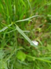 Ranunculus polyanthemos
