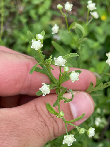 Parthenium hysterophorus observed 2026-08-18
