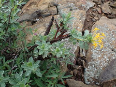 Lasiosiphon meisnerianus