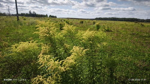 Canada goldenrod
