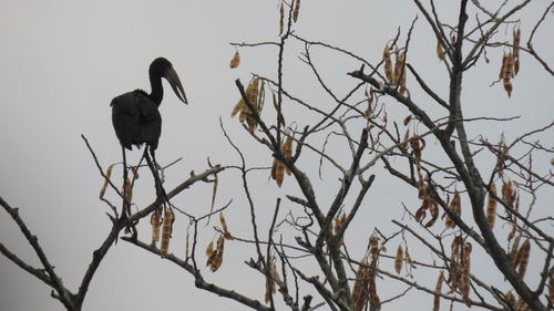 iNaturalist image