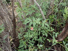 Indigofera disticha