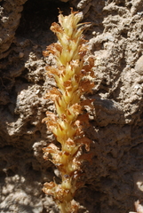 Phelipanche schultzii