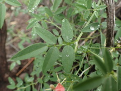 Indigofera disticha