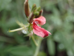 Indigofera disticha