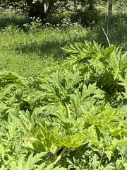 Heracleum mantegazzianum