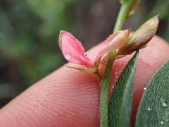Indigofera disticha