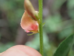 Indigofera disticha
