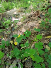 Oxalis florida