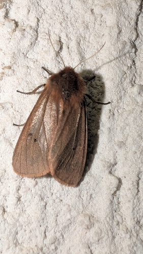 Ruby Tiger Moth