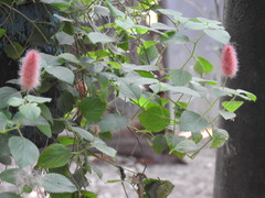 Acalypha herzogiana