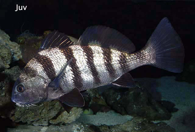 Black Drum (Coastal Fishes of Myrtle Beach, SC) · iNaturalist