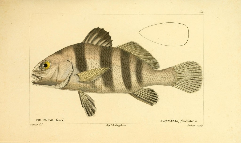 Black Drum (Coastal Fishes of Myrtle Beach, SC) · iNaturalist