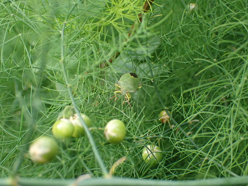 Green Shield Bug