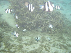 Dascyllus abudafur