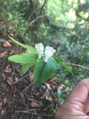 Lonicera nigra