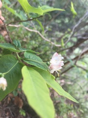 Lonicera nigra