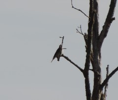 Muscicapa striata