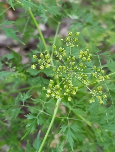 Наблюдение на iNaturalist