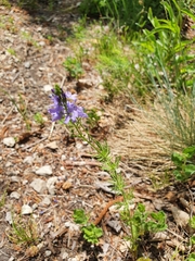 Veronica austriaca jacquinii