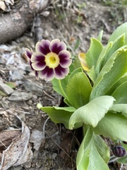 Primula × pubescens