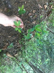 Lonicera nigra