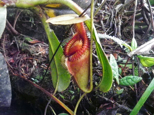 Nepenthes villosa