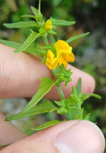 Melampyrum sylvaticum, photograph 5