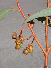 Eucalyptus torquata
