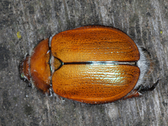 Anoplognathus hirsutus