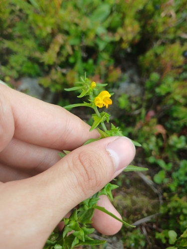 Melampyrum sylvaticum, photograph 6