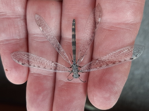 Immaculate Antlion