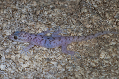 Phyllodactylus nocticolus