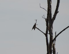 Muscicapa striata