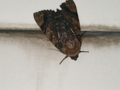 Ramie Moth