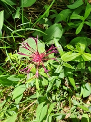 Centaurea montana