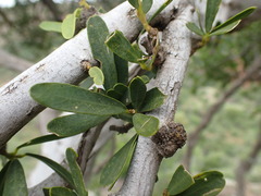 Boscia oleoides
