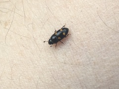 Glischrochilus hortensis