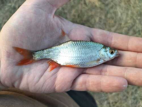 Common Rudd