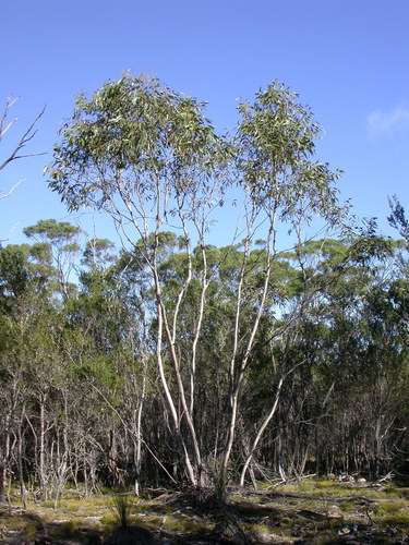 Eucalyptus barberi L.A.S.Johnson & Blaxell