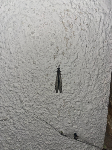 Spotted-wing antlion