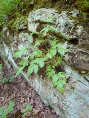 Xanthorhiza simplicissima