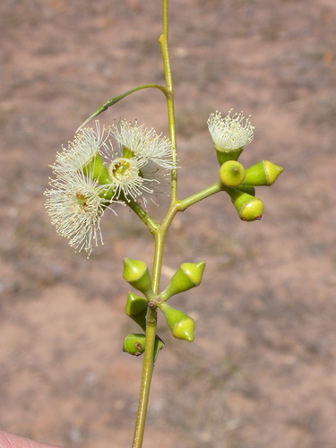 Barber's Gum (Eucalyptus barberi)