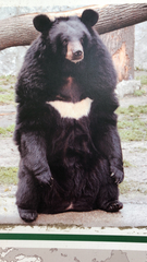 Ursus thibetanus