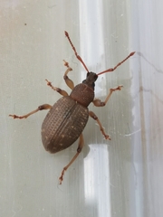 Otiorhynchus sulcatus