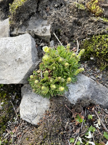 tufted saxifrage