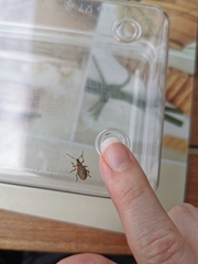 Otiorhynchus sulcatus